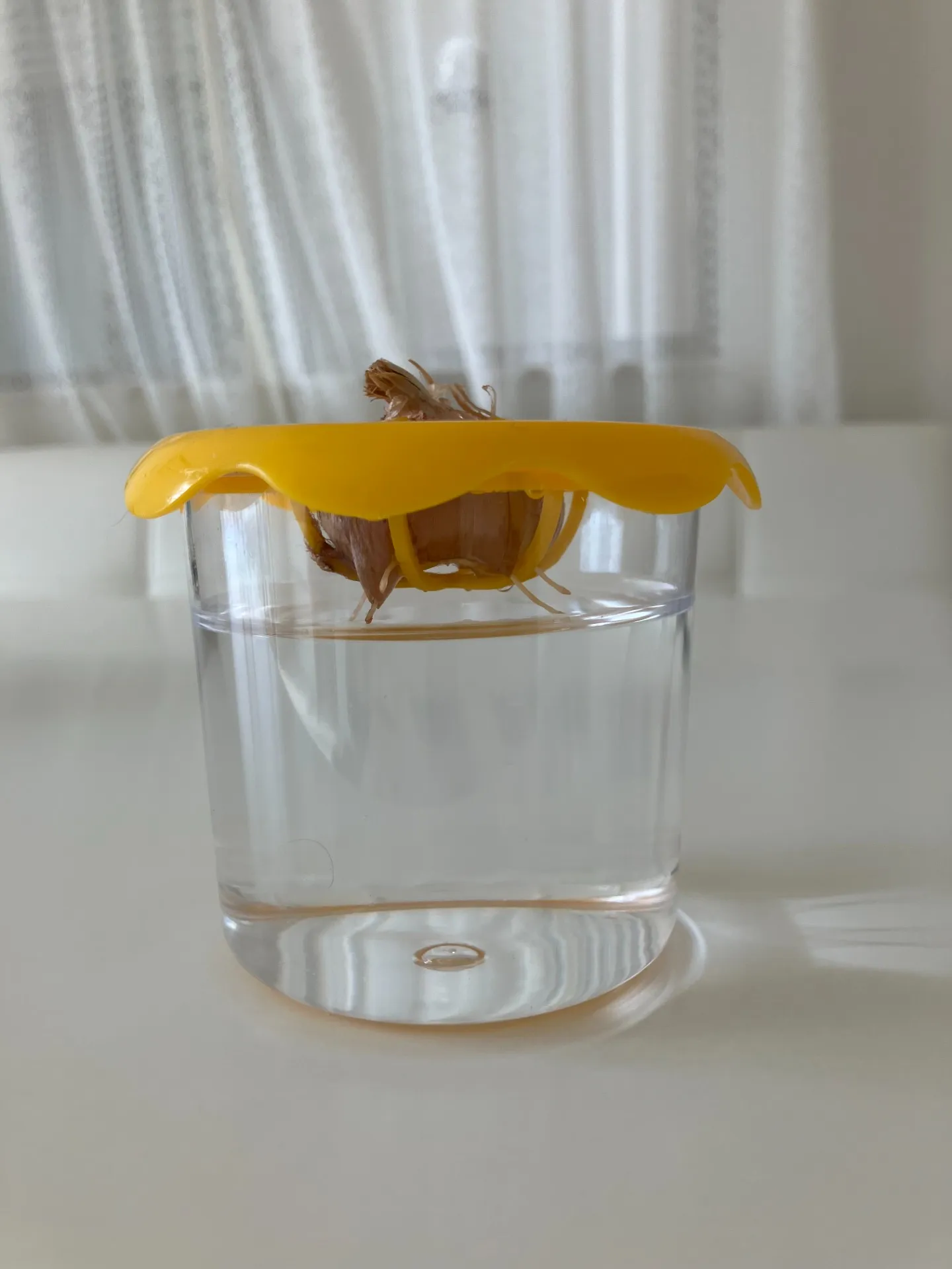 サフランの水栽培