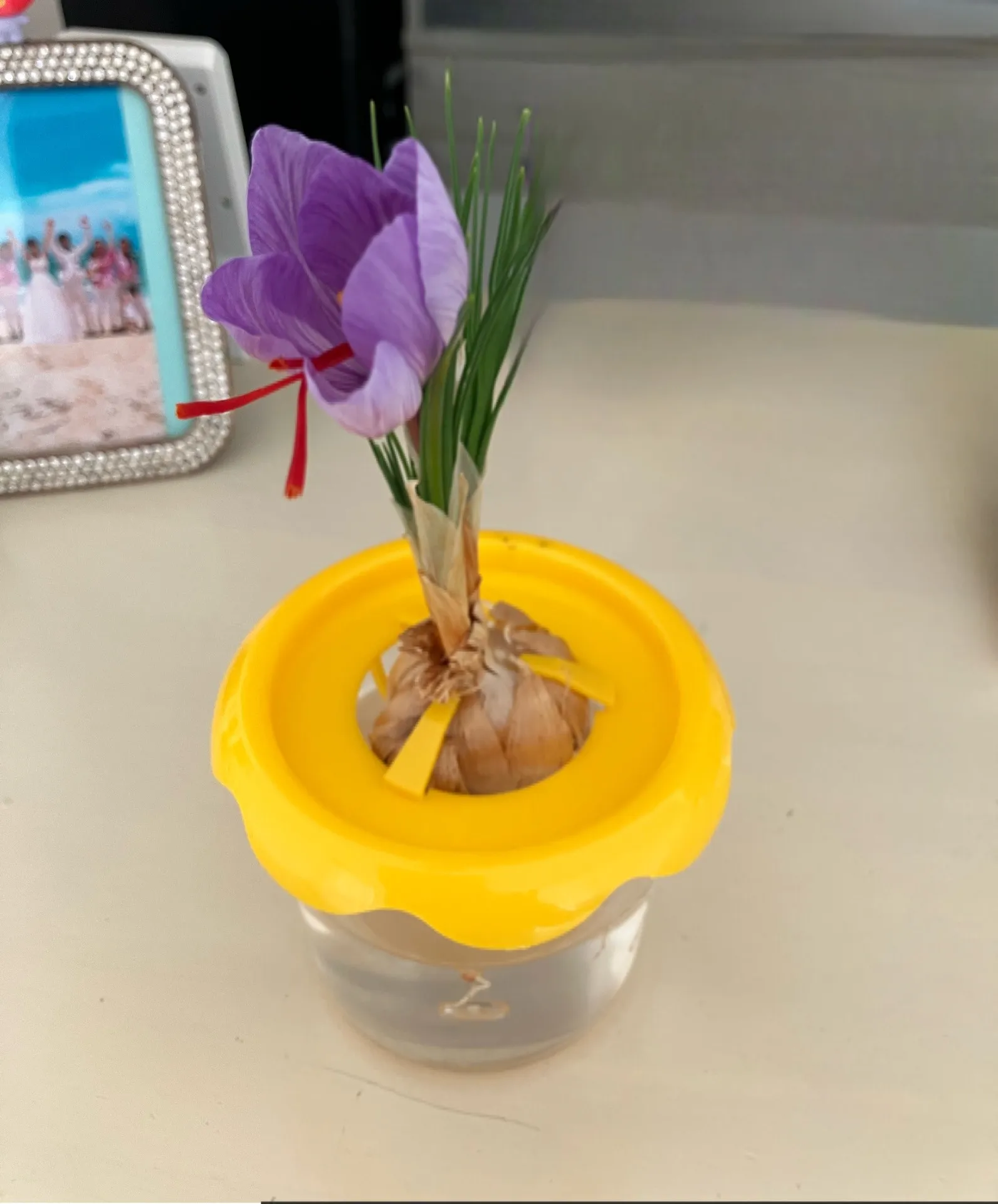 水栽培、サフランが咲きました🌺