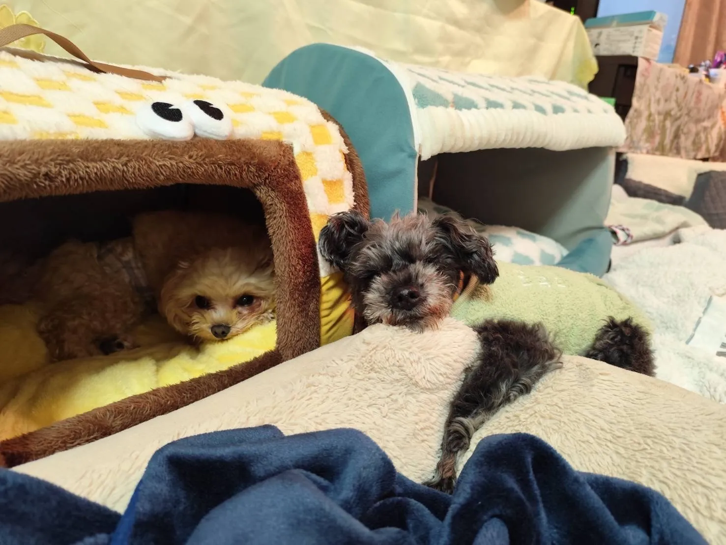 ほっこりTIME🐾