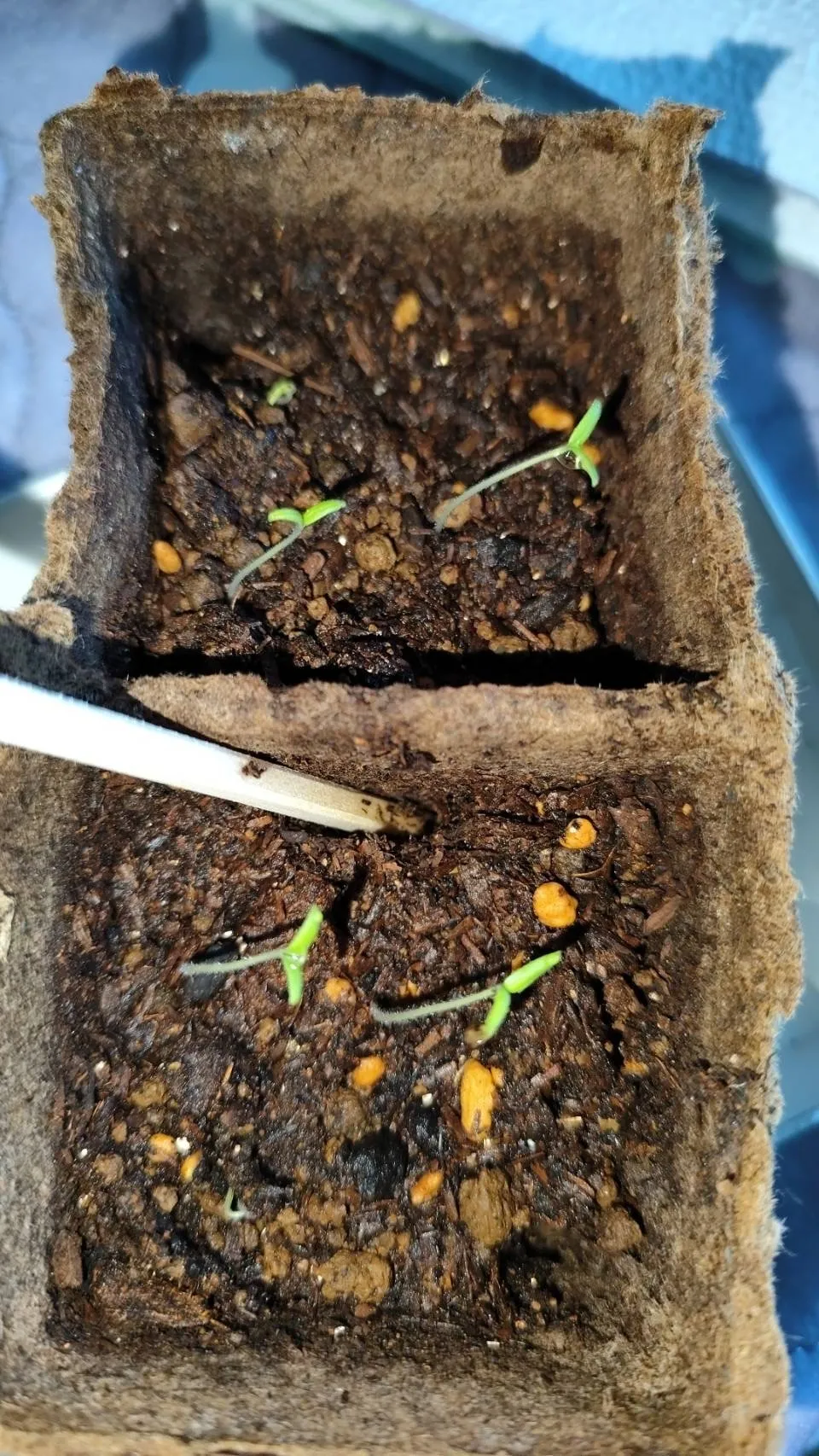 トマト🍅を種から育てています