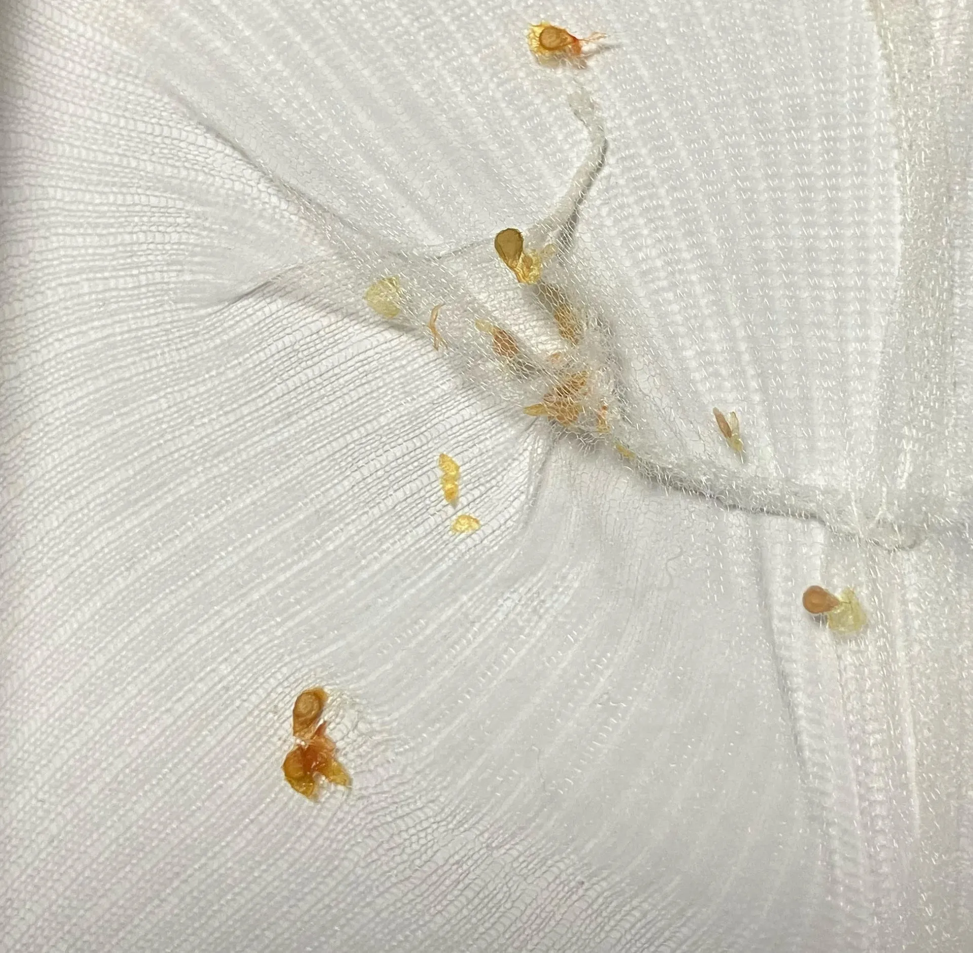 里子に出しました🍅