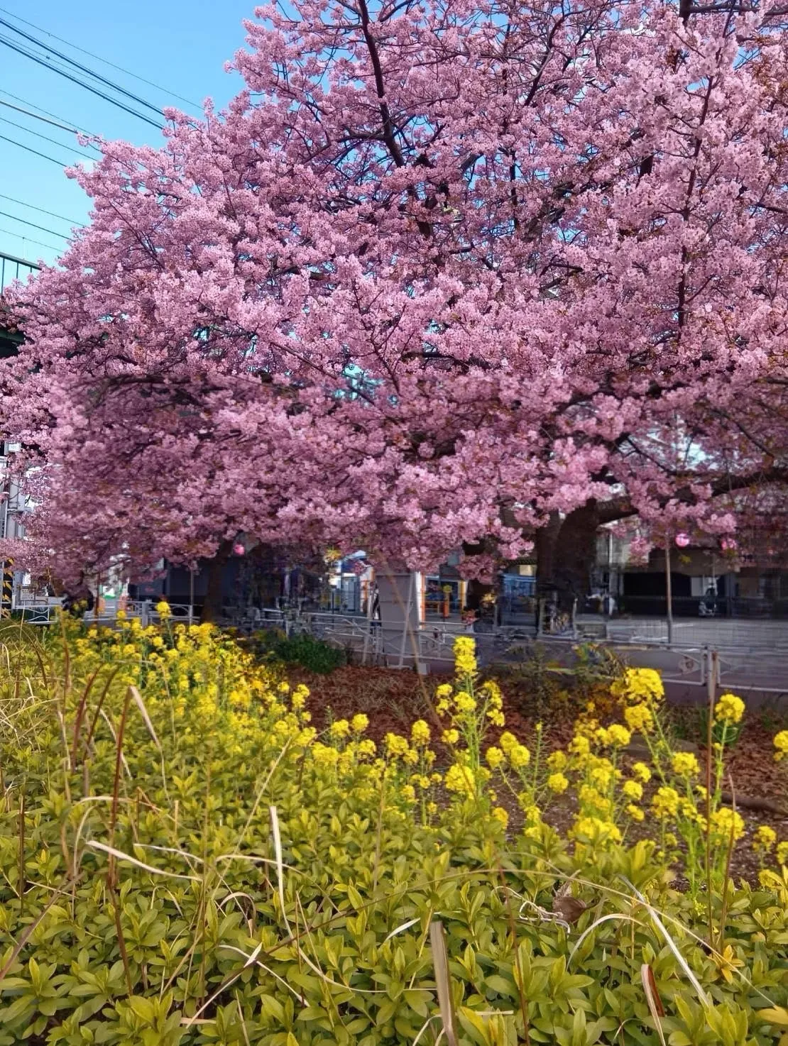 三浦海岸河津桜🌸