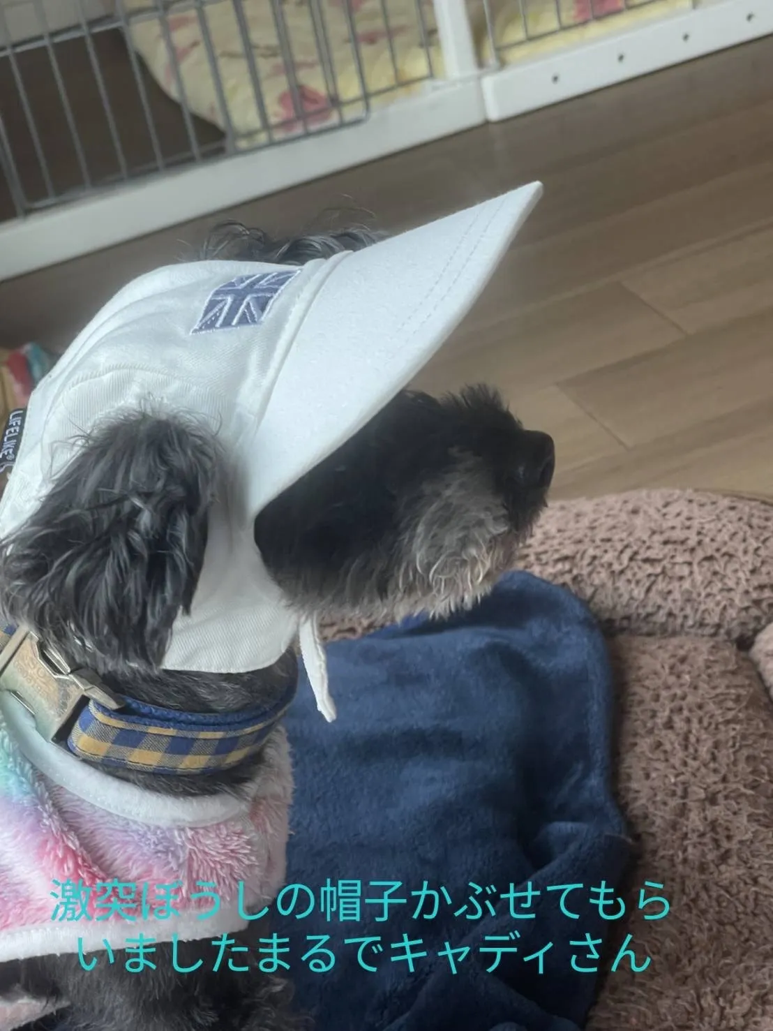 老犬ディサービス🐾にキャディさん登場！